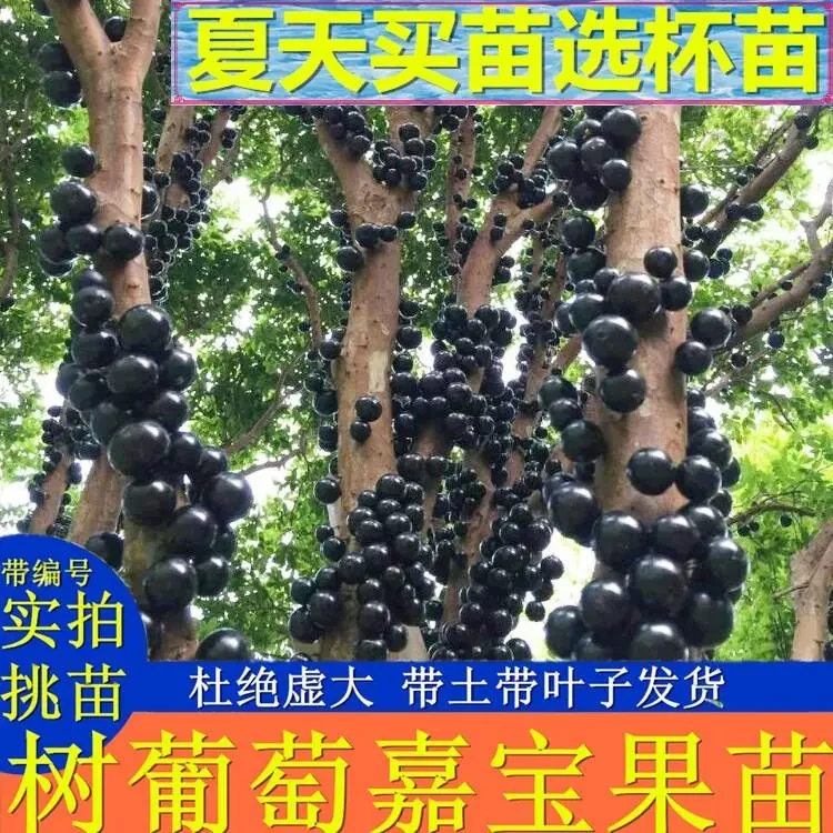 台湾树葡萄苗 嘉宝果苗沙巴早生四季当年结果嫁接苗 庭院盆栽果树