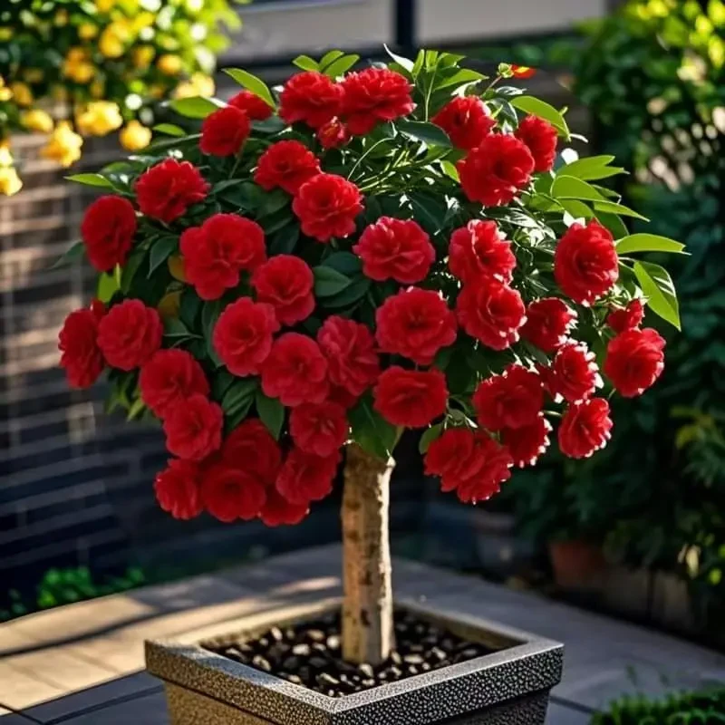 浓香新品七叶驱蚊花树多色四季开花室内室外盆栽耐寒爆花植物花卉