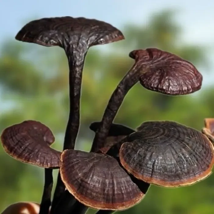 （金瑞）竹灵芝干品～非枸杞