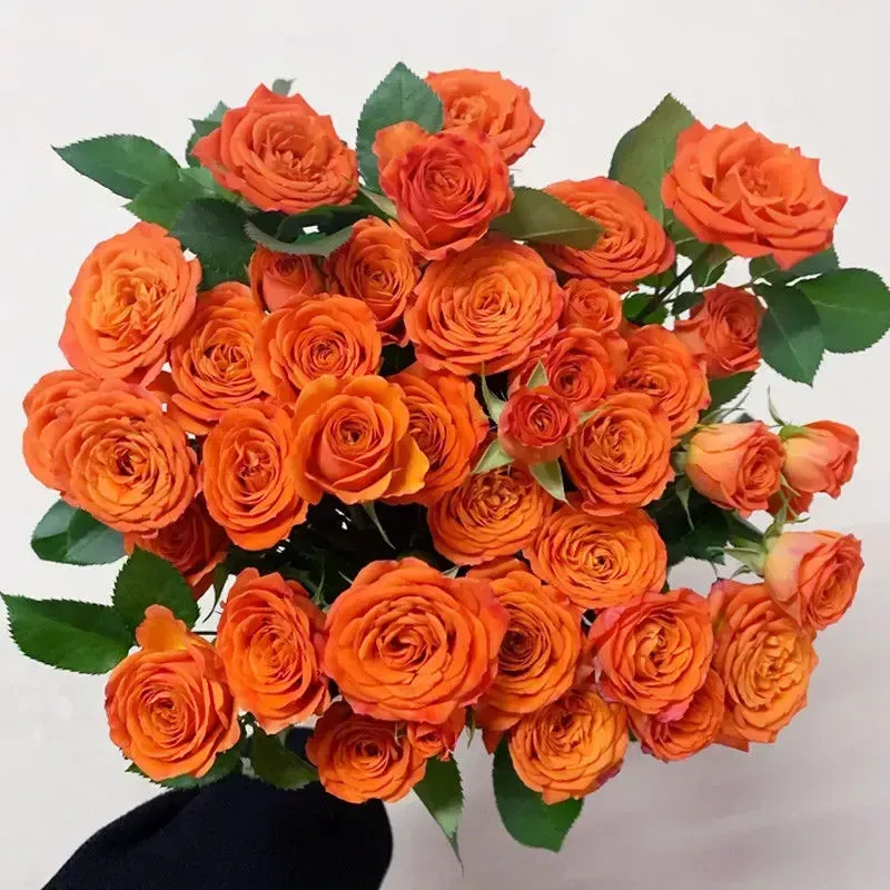 瑞雪【1单包邮橙色芭比】多头玫瑰丨云南基地直发333