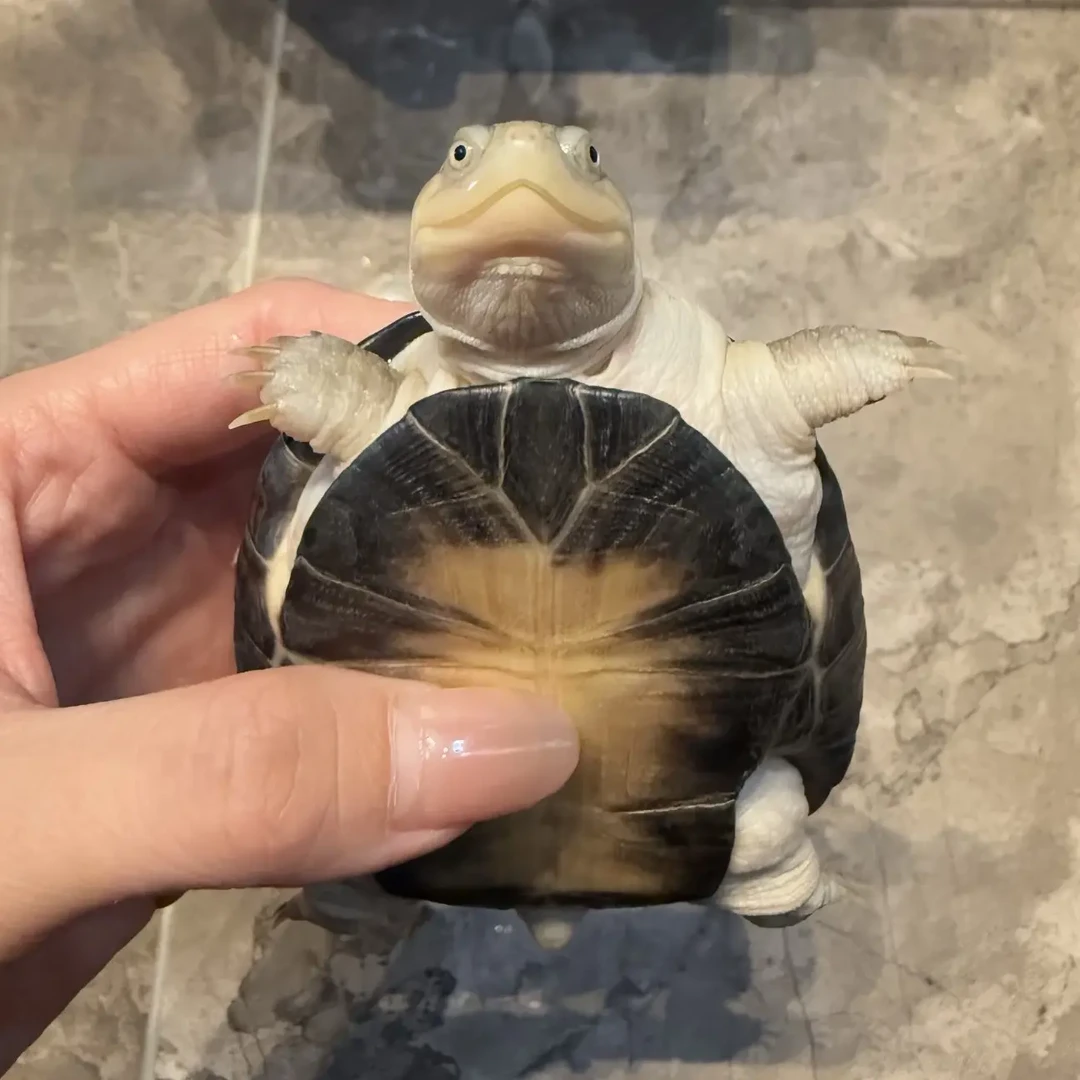 可爱呆萌网红微笑仰泳热带深水乌龟