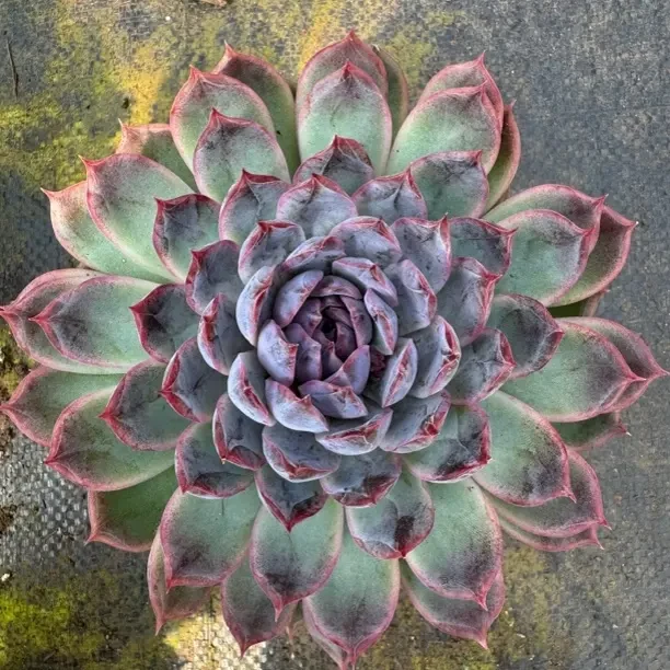 新手好养紫水晶莲花座多肉植物适合室内净化空气