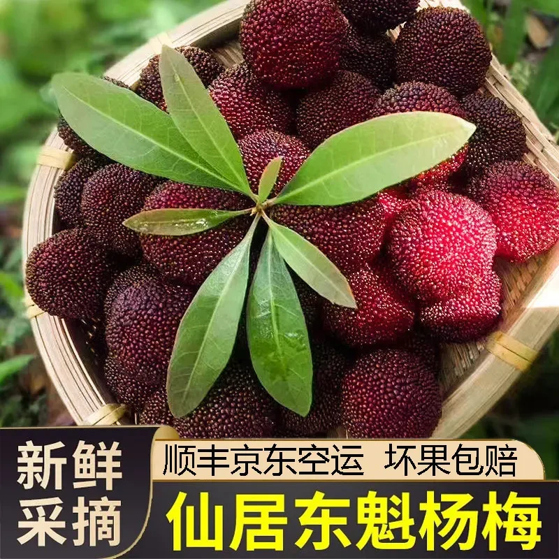 【浙江仙居东魁杨梅】顺丰京东冷链包邮东魁杨梅新鲜采摘应季水果