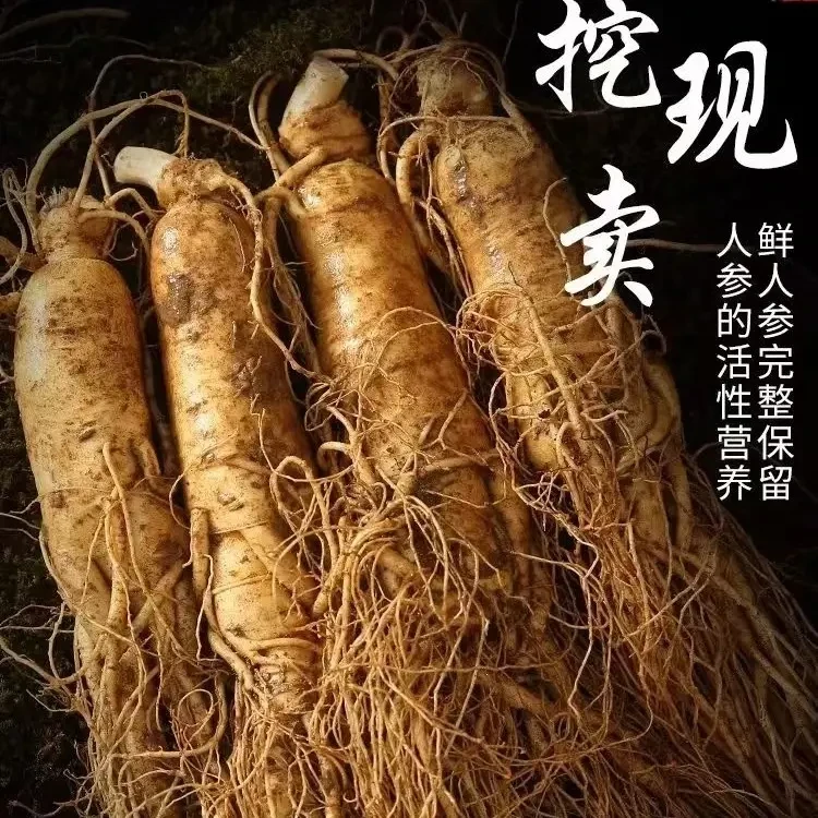 开航长白山新鲜人参1两1颗现采现挖带土足龄产地直发