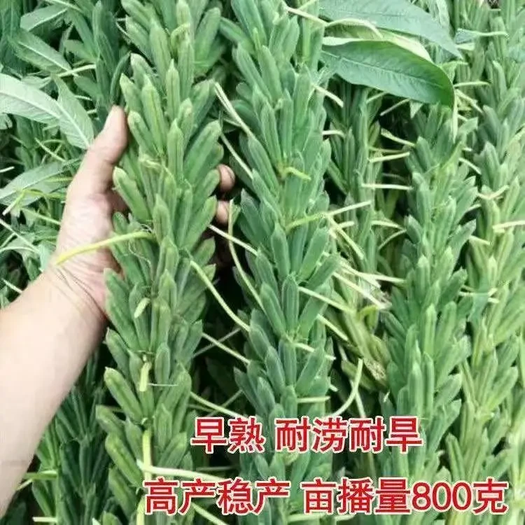 矮脚油芝麻种子正宗非转基因芝麻种原种白芝麻黑芝麻榨油芝麻