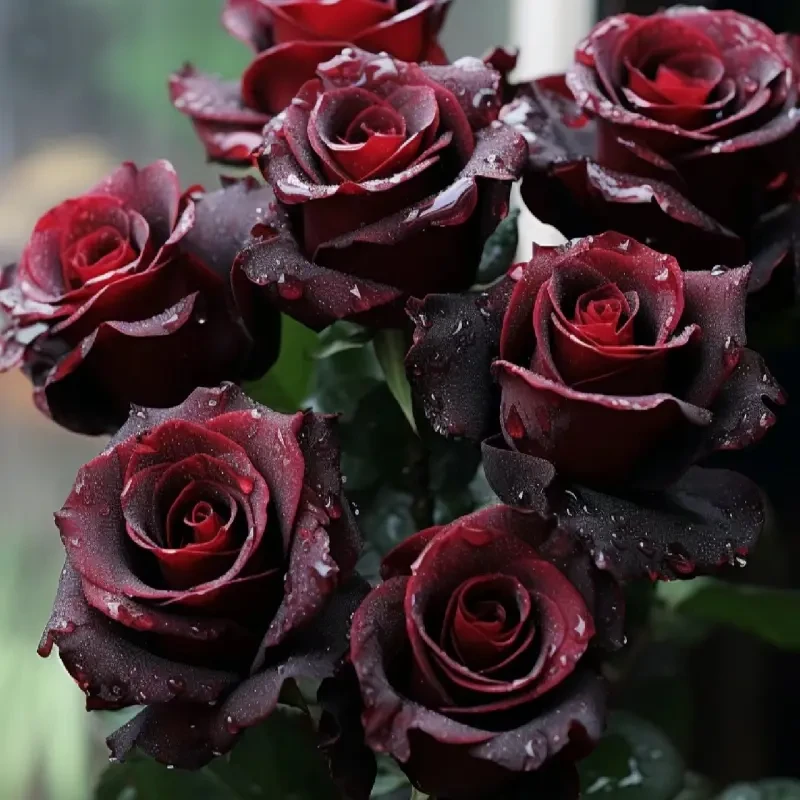 【稀有品种】玫瑰花苗盆栽花卉精选种植四季开花造景直供绿植大盆栽