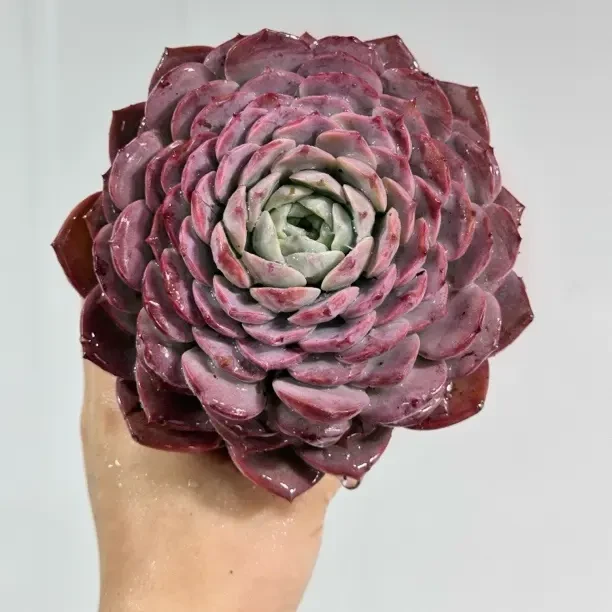 纯爱精品多肉植物鹦鹉好看好养易出状态多肉养活法师鲁冰花浙ba