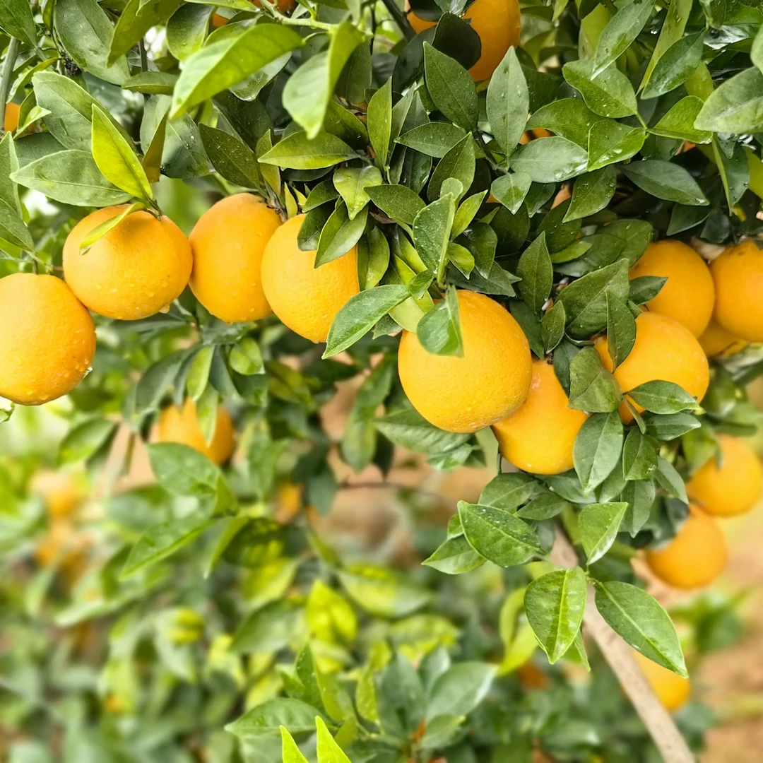 赣南寻乌纽荷尔脐橙新鲜采摘细嫩多汁应季水果特价小果秒杀