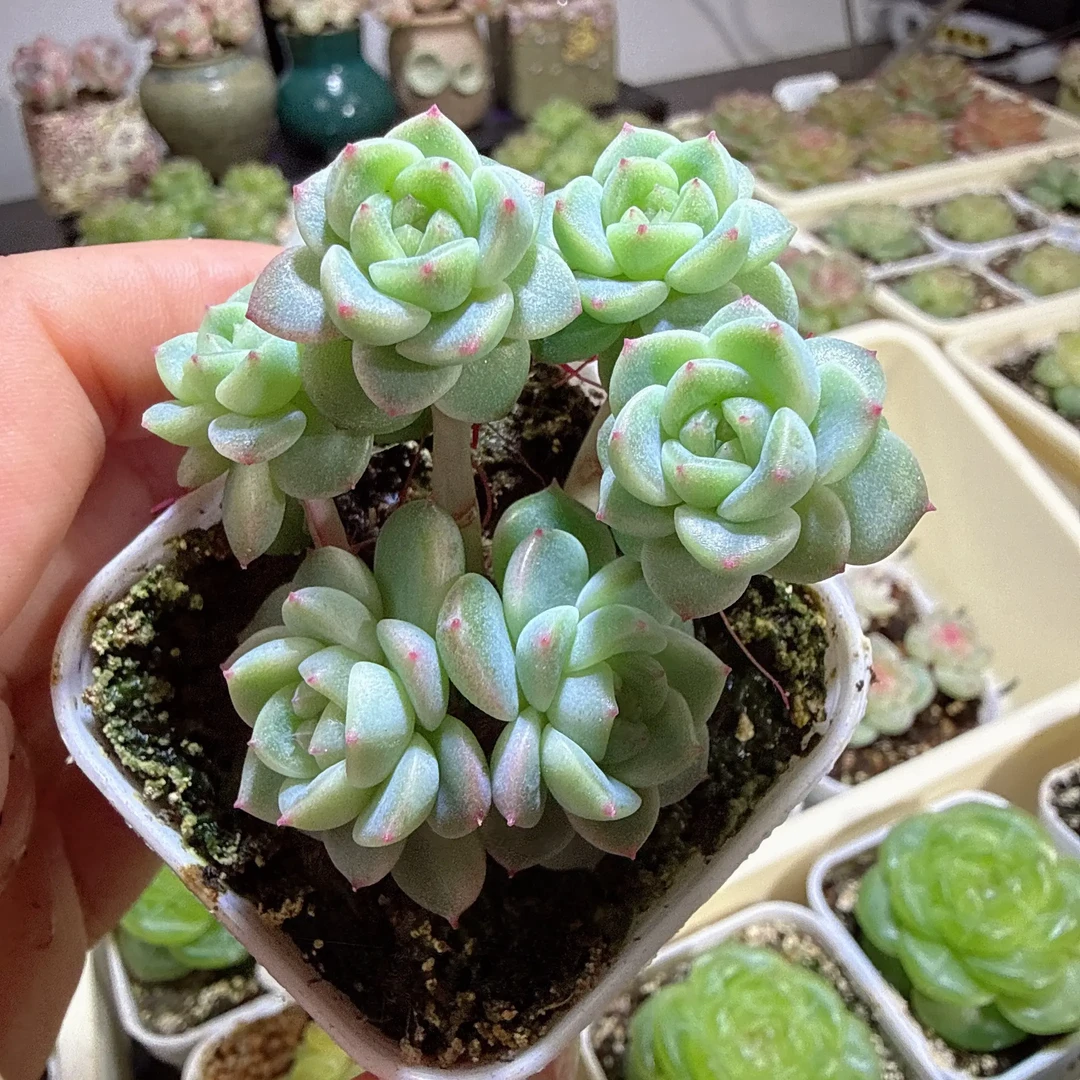 粉心财富密码   趣