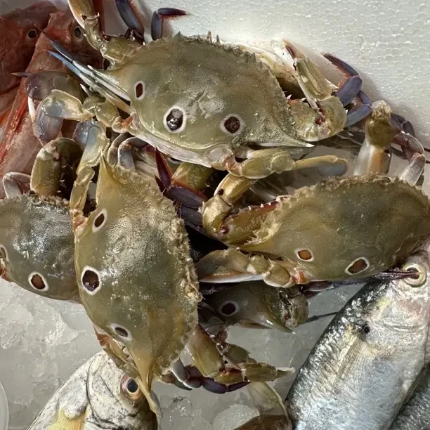 野生海捕三目螃蟹