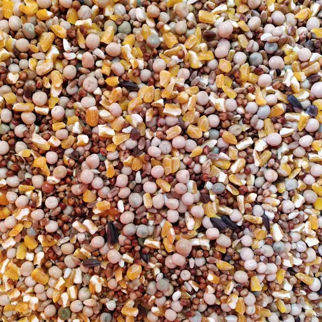 10斤装小玉米碴鸽粮新粮碎玉米幼鸽赛信观赏肉鸽子粮食饲料19省包