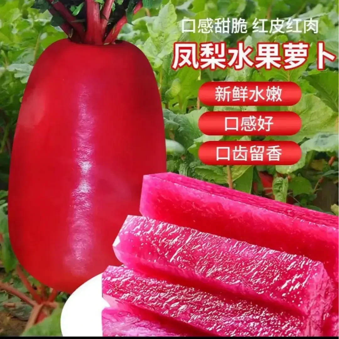【凤梨萝卜种子】红皮红肉水果萝卜种籽四季甜脆农家家庭蔬菜种子