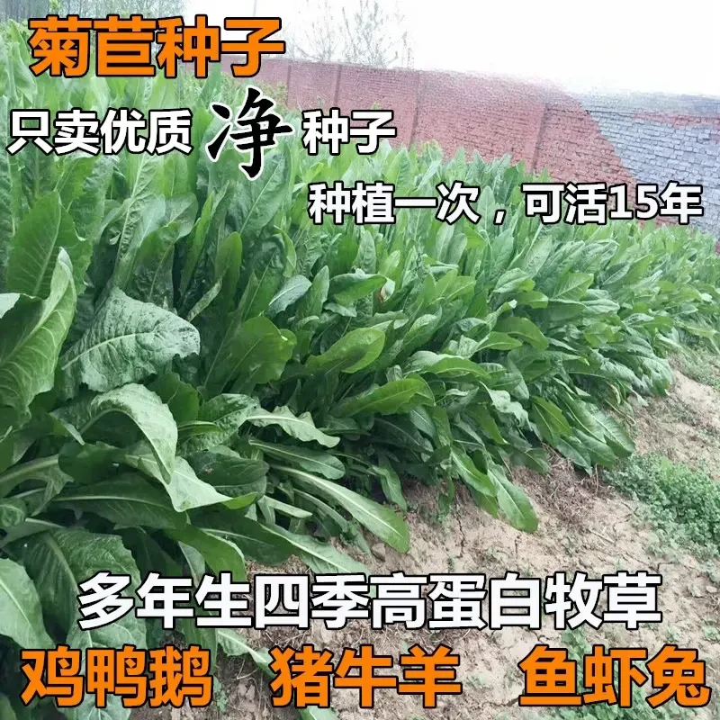 进口将军菊苣种子大叶菊苣多年生四季牧草种子猪牛羊鸡鸭鹅鱼草籽