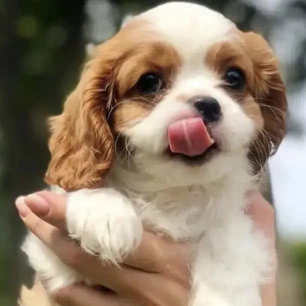 赛级查理王小猎犬 家庭伴侣犬 聪明温顺 不掉毛