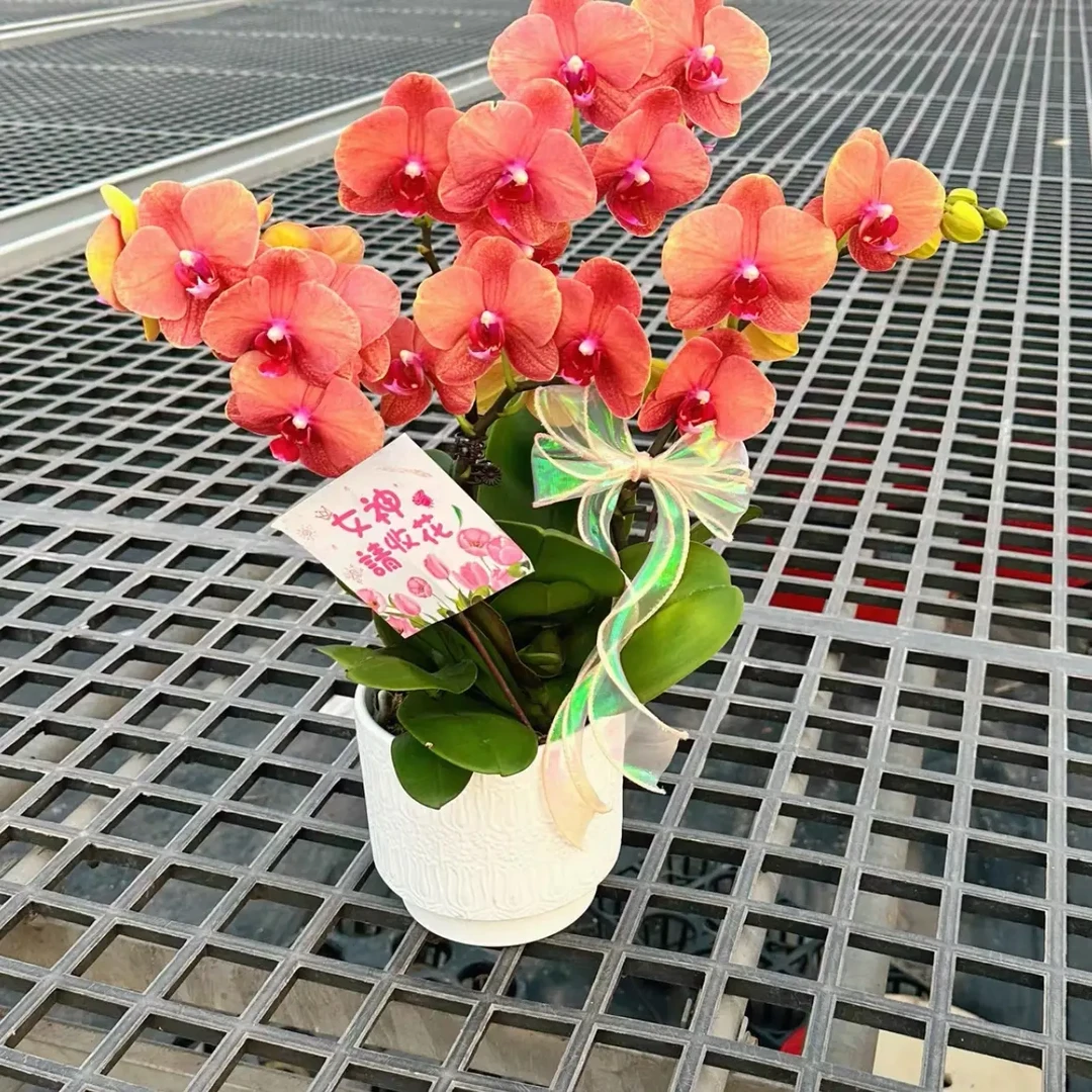 蝴蝶兰《金橘》带花剑盆栽室内观赏四季开花耐寒