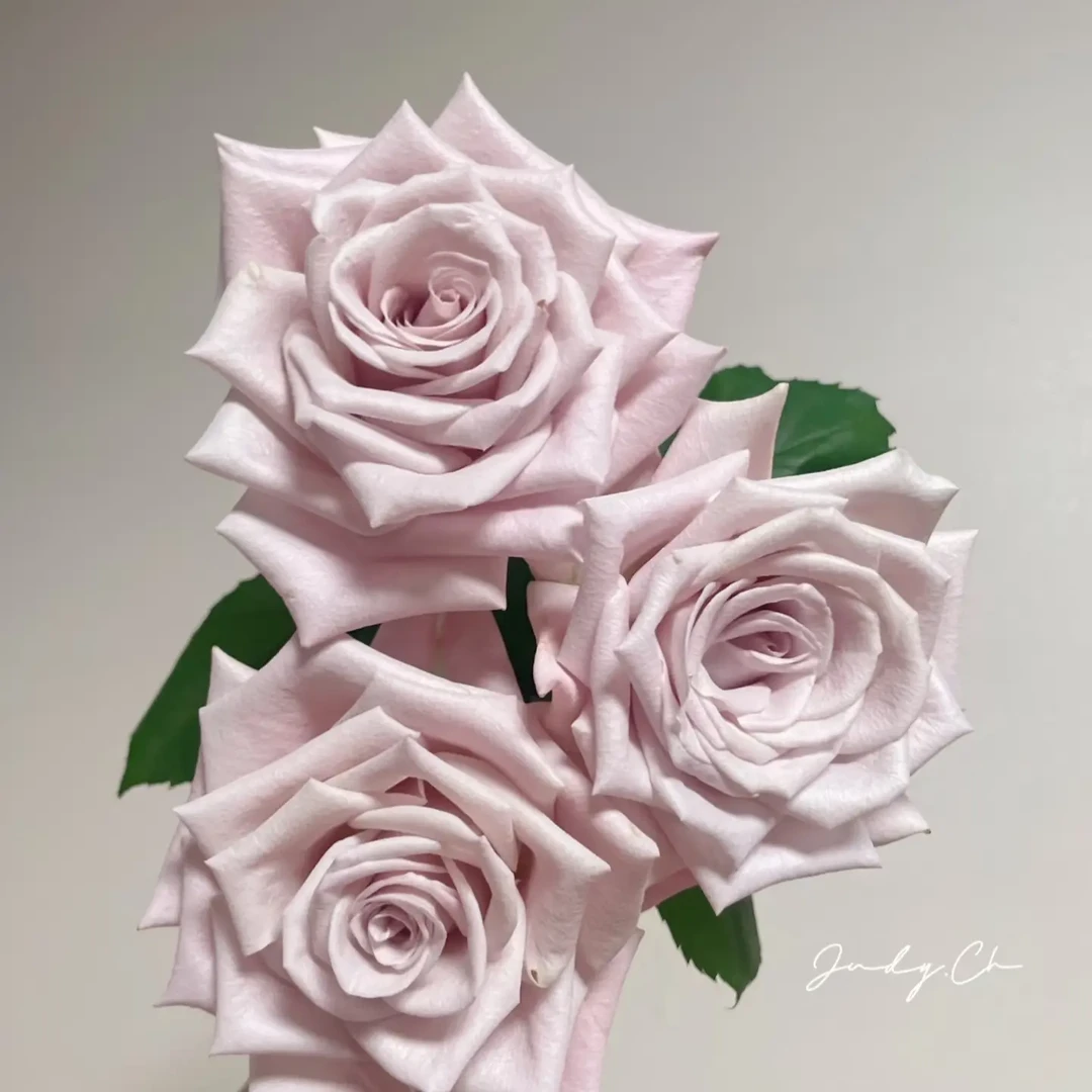 曼塔玫瑰云南鲜花花材送礼装饰点缀客厅茶几厨房