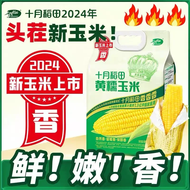 【2024新玉米】十月稻田8支玉米黄糯黑糯玉米东北新鲜粘糯玉米香糯