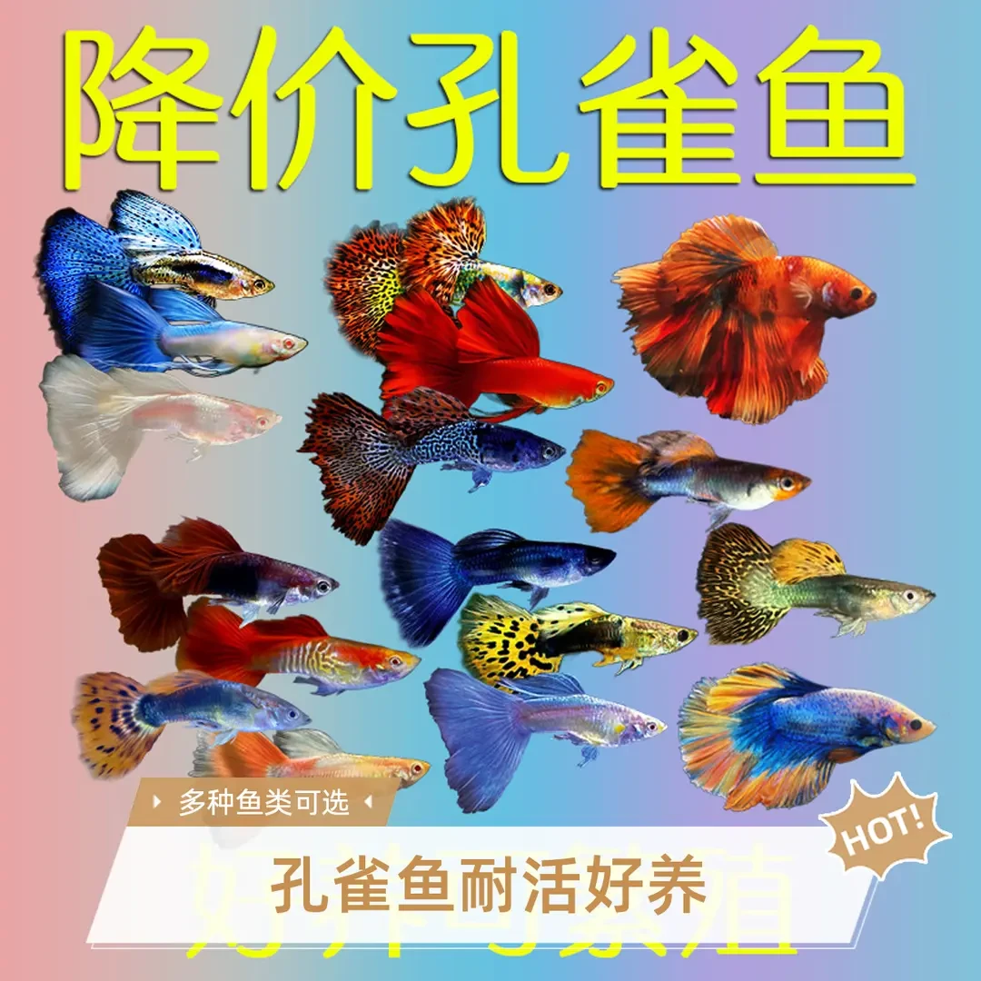 孔雀鱼观赏鱼繁殖观赏小鱼饲养鱼金鱼淡水鱼耐活好养冷水鱼热带鱼