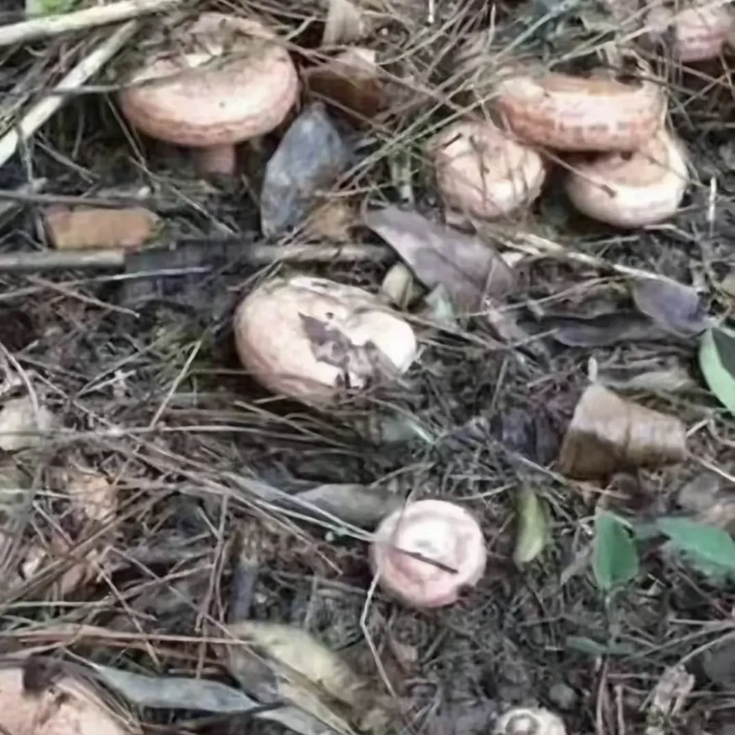 新鲜野生乌枞菌松树菌松乳菇重阳菌精品食用蘑菇顺丰包邮