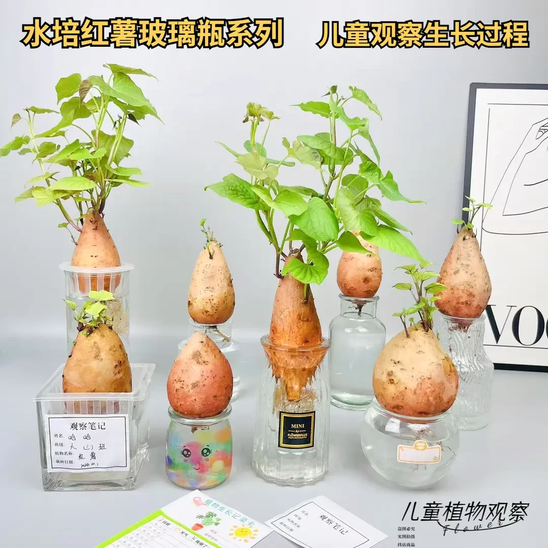 水培红薯已发芽盆栽植物学生幼儿园植物角观察根系生长过程地瓜苗