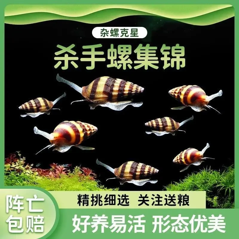 进口杀手螺非国产吃杂螺苹果螺大黄蜂杀手螺吃蜗牛淡水螺不吃水草