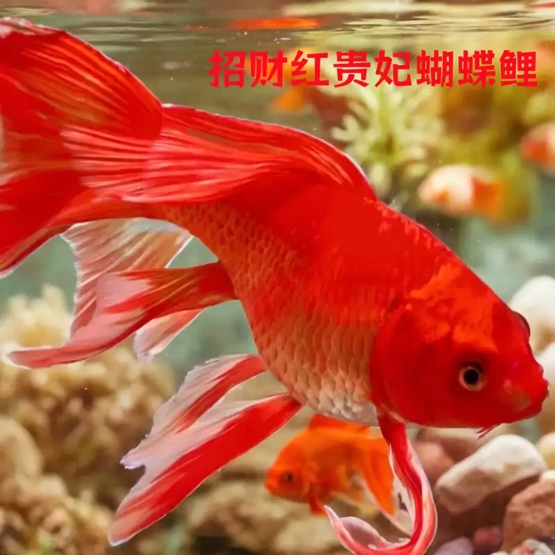 台系精品蝴蝶鲤随意改