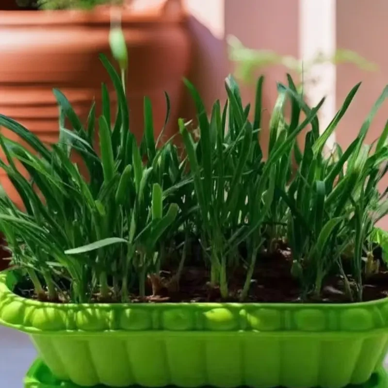 小细叶韭菜韭菜根韭菜根苗农家香韭老品种家庭韭菜耐热寒韭菜根苗
