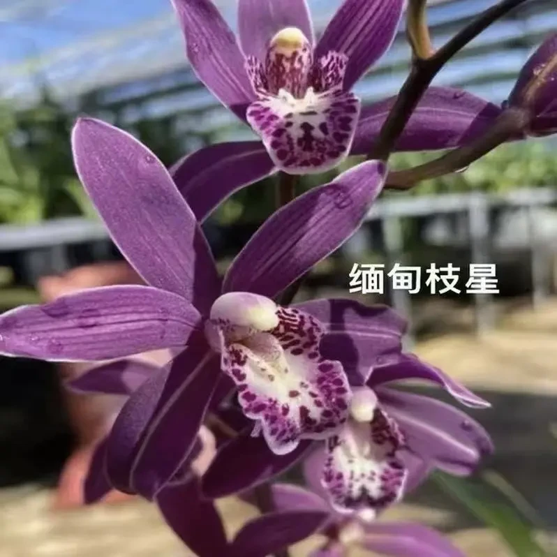 臻选阁 缅甸枝星 一物一拍