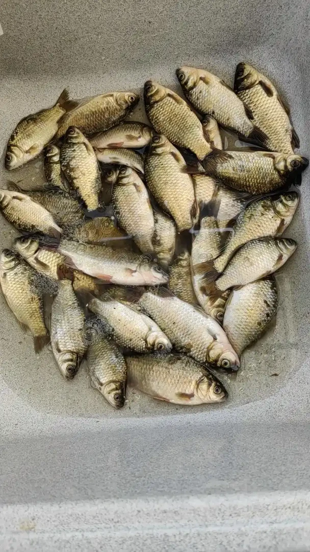 纯野生鱼新鲜活鱼鲤鱼翘嘴混发【顺丰包邮】