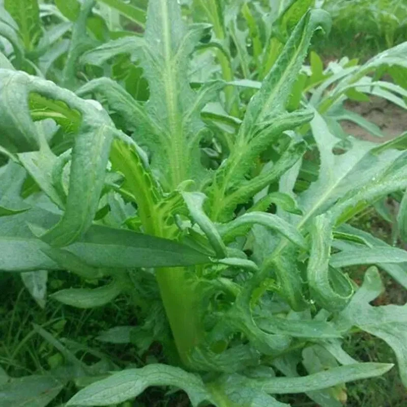 四季花芽甜麦菜种子广东甜麦菜苦麻菜籽青菜春秋季阳台蔬菜种孑籽