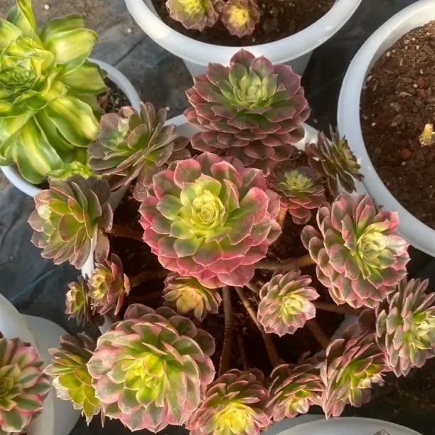 超大荔枝群生冠幅35厘米