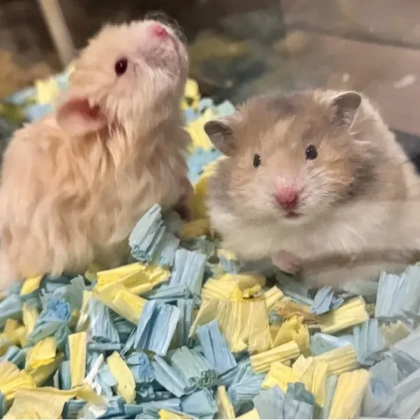 家养温顺金丝熊仓鼠宠物活体包邮包活藤盒运输