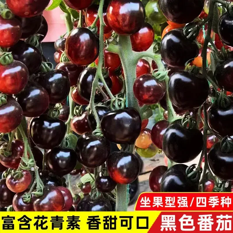黑珍珠番茄种子小番茄种子阳台盆栽西红柿种子蔬菜籽种生长水果