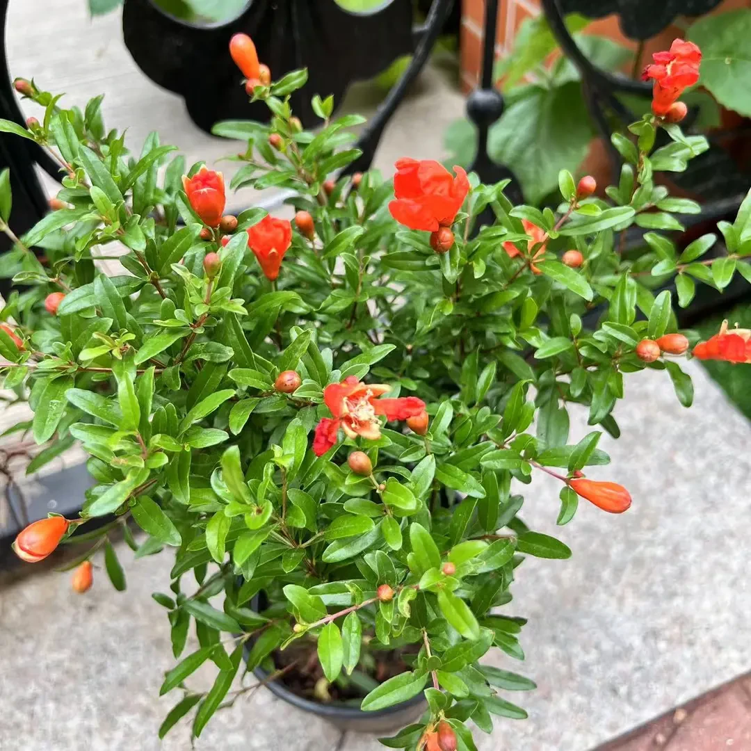 盆栽室内种植四季开花重瓣阳台花观赏花色艳丽观赏小庭院花卉