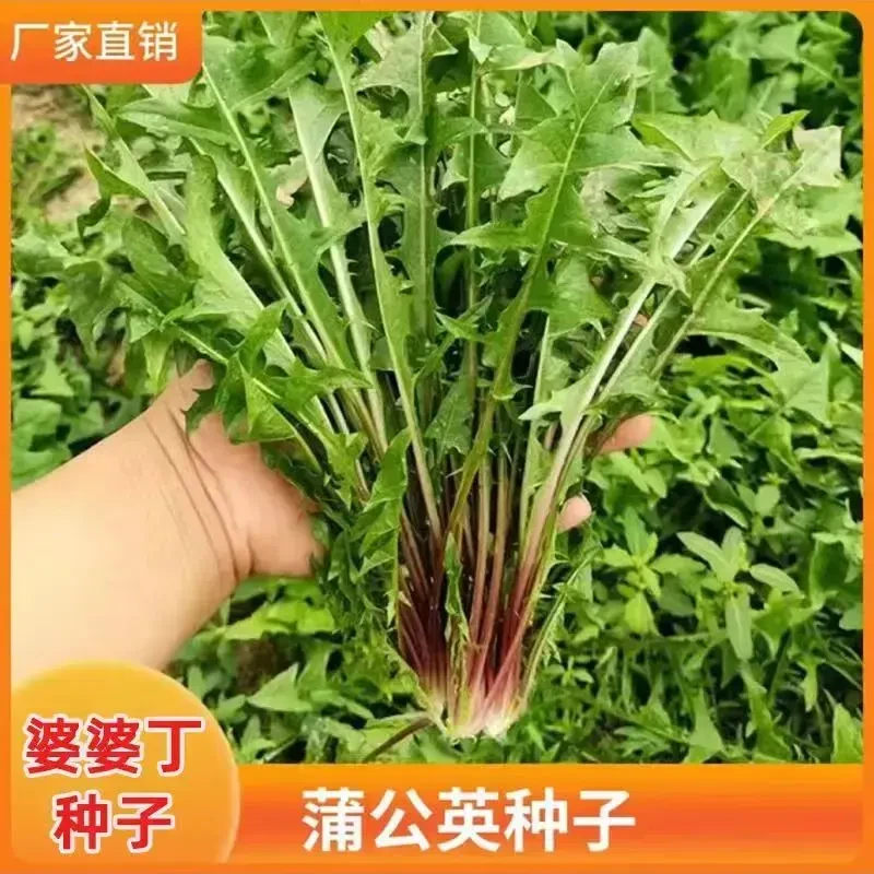 蒲公英种子婆婆丁种子野菜种子多年生阳台小院播种露地