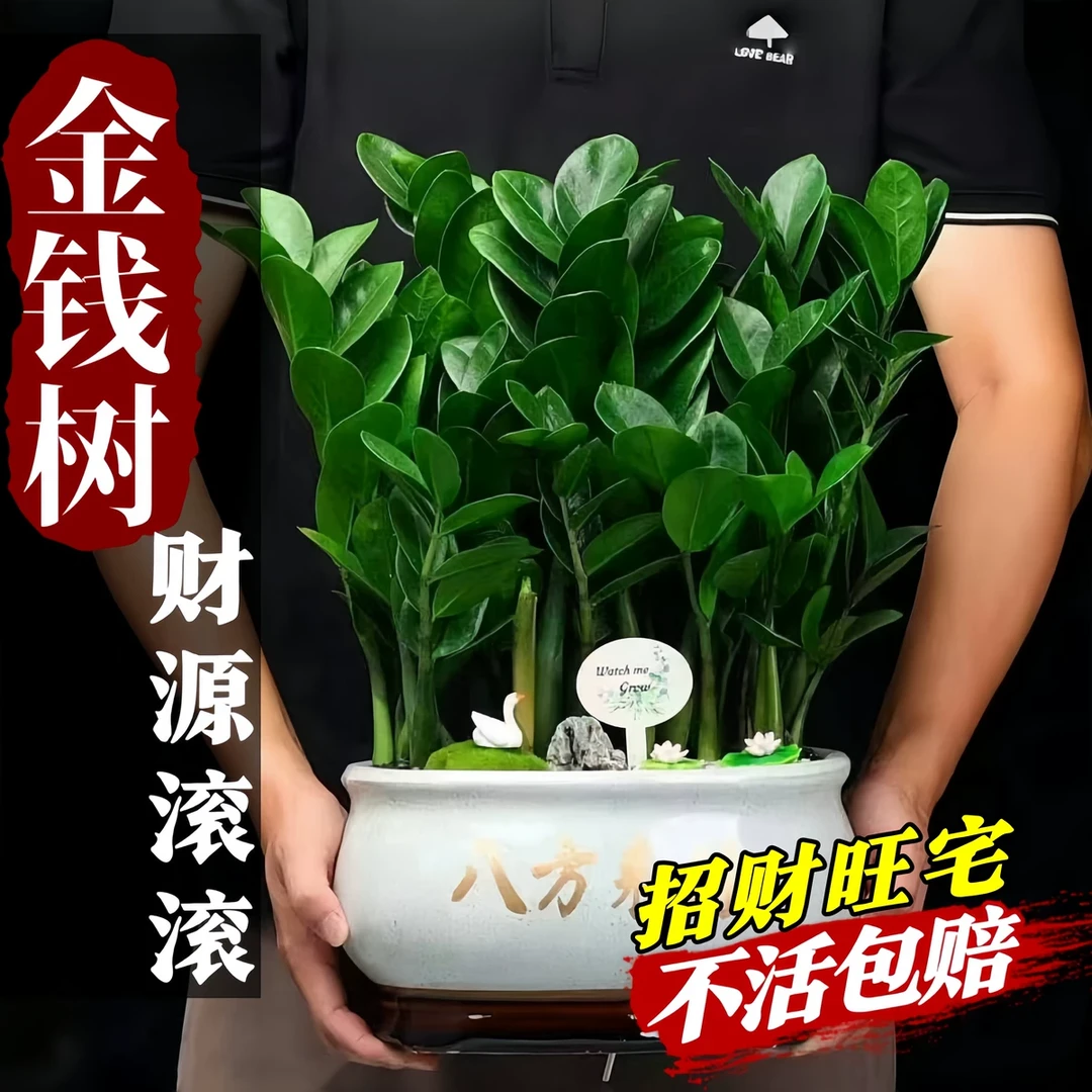 金钱树盆栽客厅大棵摆件圆叶招财旺宅绿植花卉室内水培植物发财树