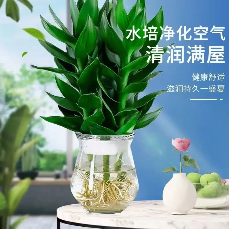 观音竹富贵竹水培气节转运竹竹子净化空气花卉盆栽叶片好养易活