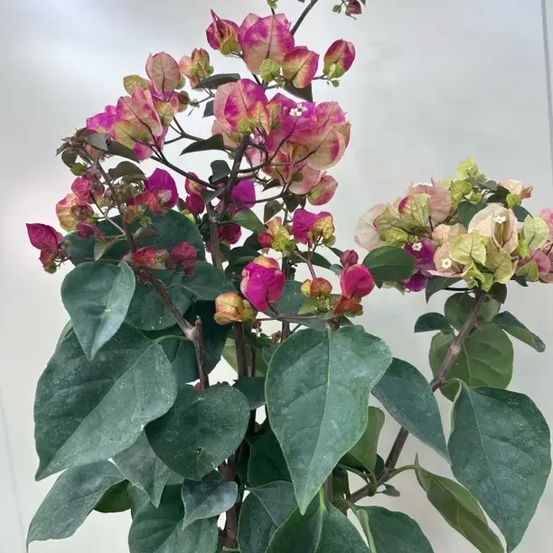 （画豹子）三角梅稀有品种妖娆花色勤花四季开花室内室外好养耐养