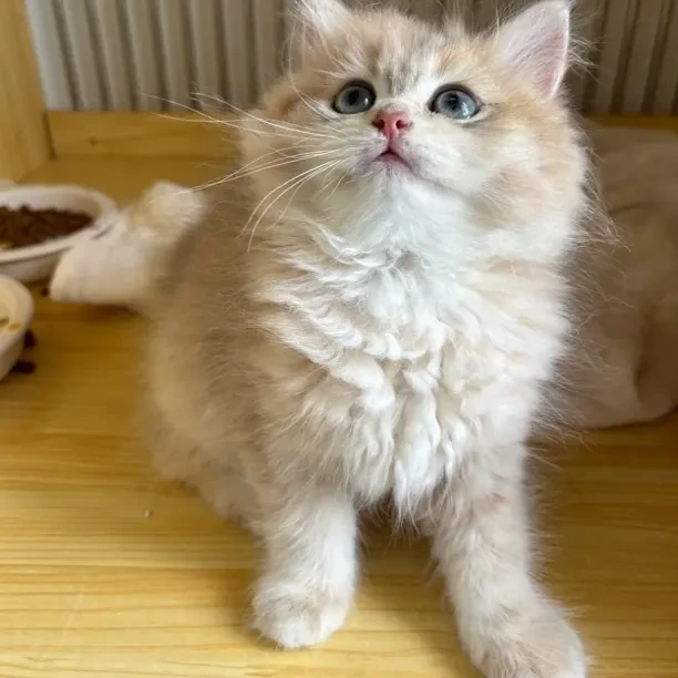 甜筒喵渐层系列小猫