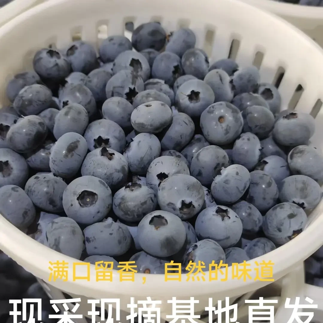 F6云南澄江抚仙湖花香蓝莓新鲜现采顺丰空运孕妇宝宝水果口感稳定