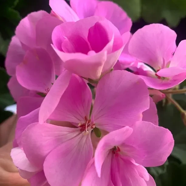 新品淡紫色蜻蜓大花球勤花耐热四季开花天竺葵盆栽