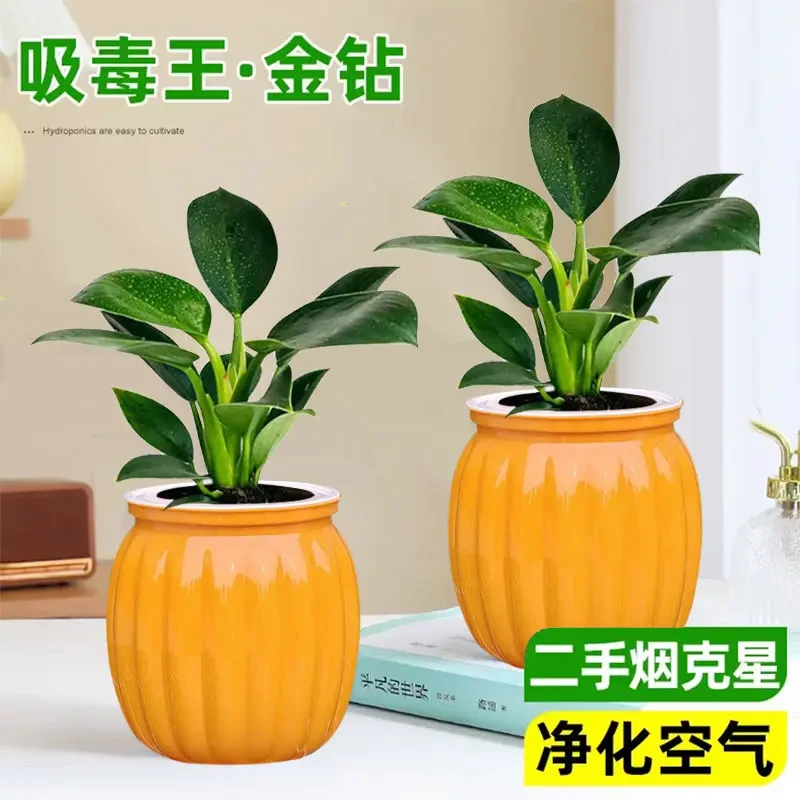 金钻绿公主盆栽植物净化空气适合办公室客厅摆放四季常青水培土培