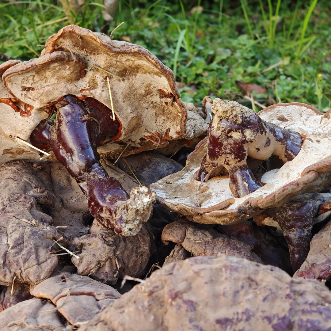 白心灵芝/云南大山里的白心灵芝