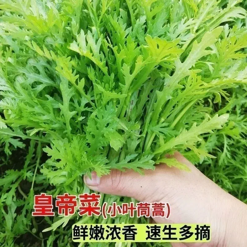 小叶茼蒿种子皇帝菜种籽青菜种子阳台家里庭院易种植家庭蔬菜种子