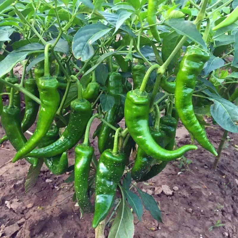 四川土辣椒苗老品种辣椒特辣秧苗青辣椒蔬菜苗四川辣椒苗带土发货
