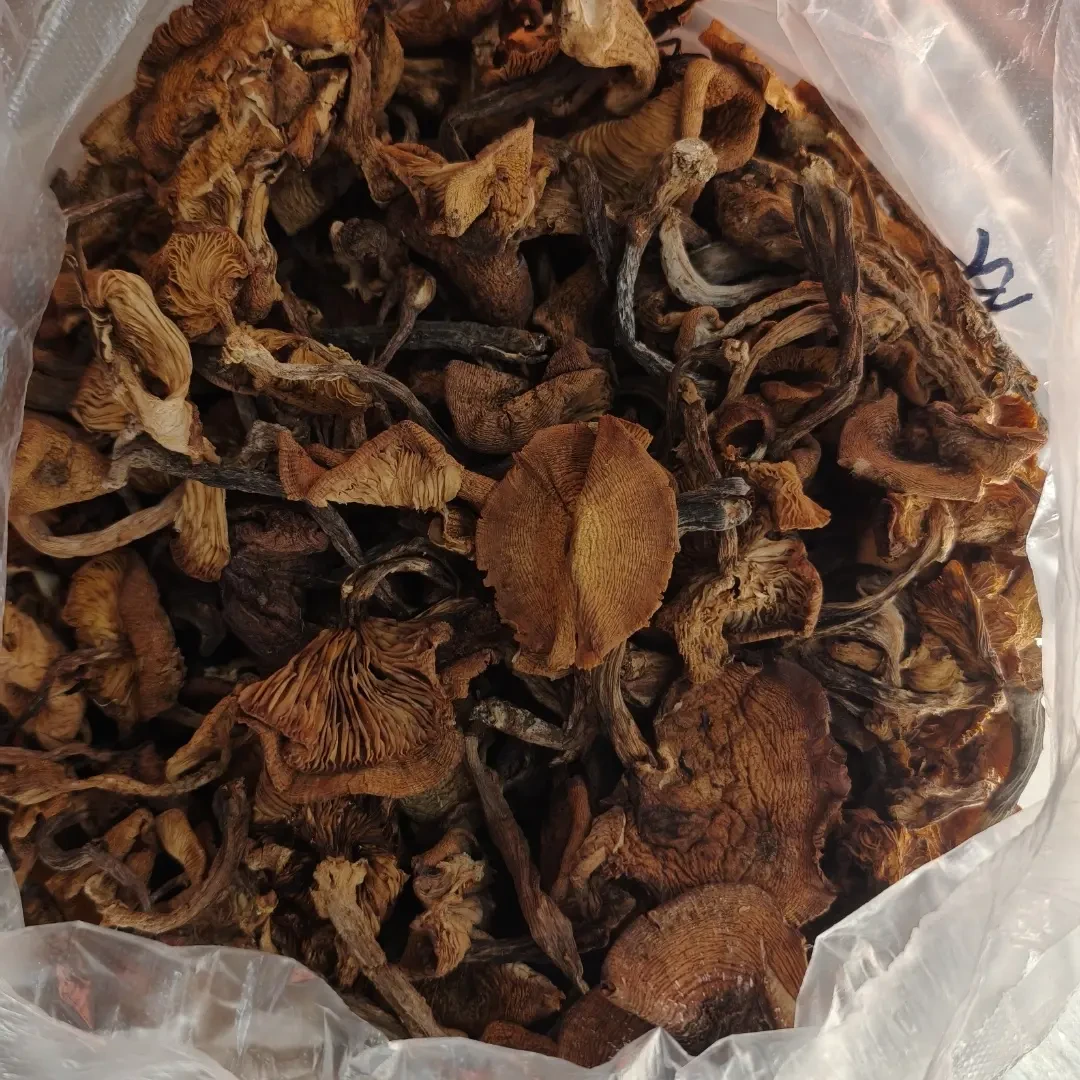 东北特产 农家自采 新鲜晾晒 榛蘑干货 当年新货