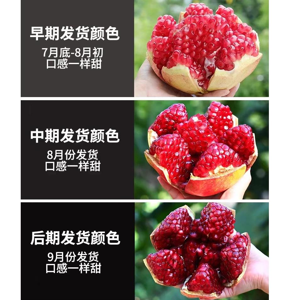 四川·会理  突尼斯软籽石榴现摘当季头茬应季水