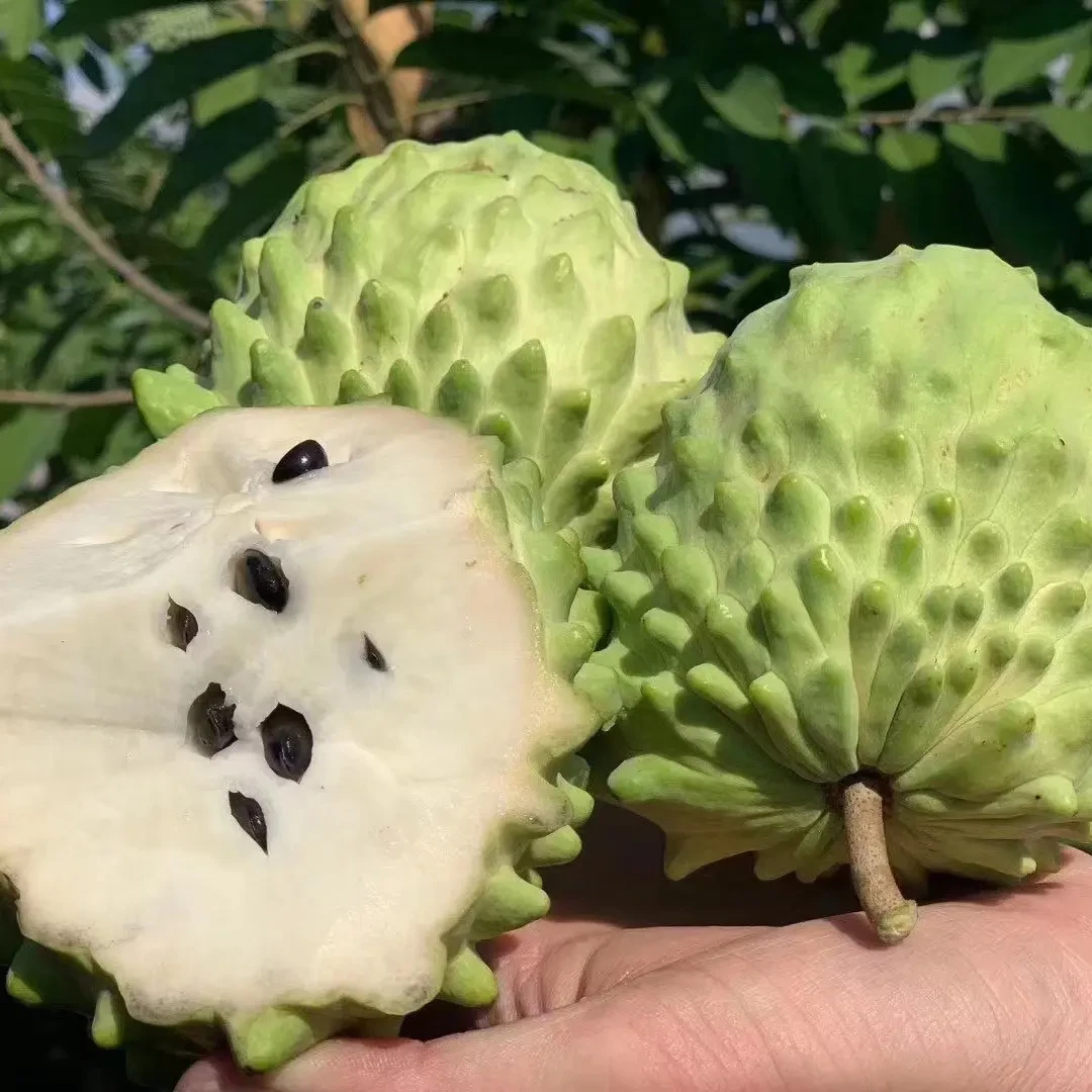【顺丰发货】新鲜牛奶凤梨释迦果当季番荔枝佛头果香甜现摘优选A果