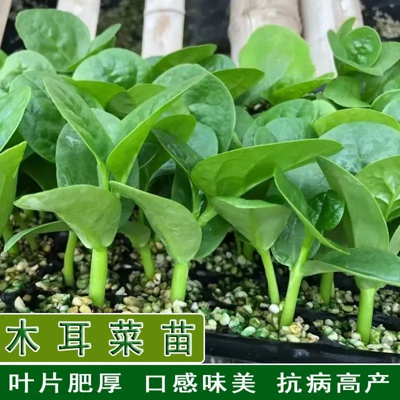 大叶木耳菜秧苗爬藤豆腐汤菜特大圆叶肉厚木耳菜种子秋季种植菜苗