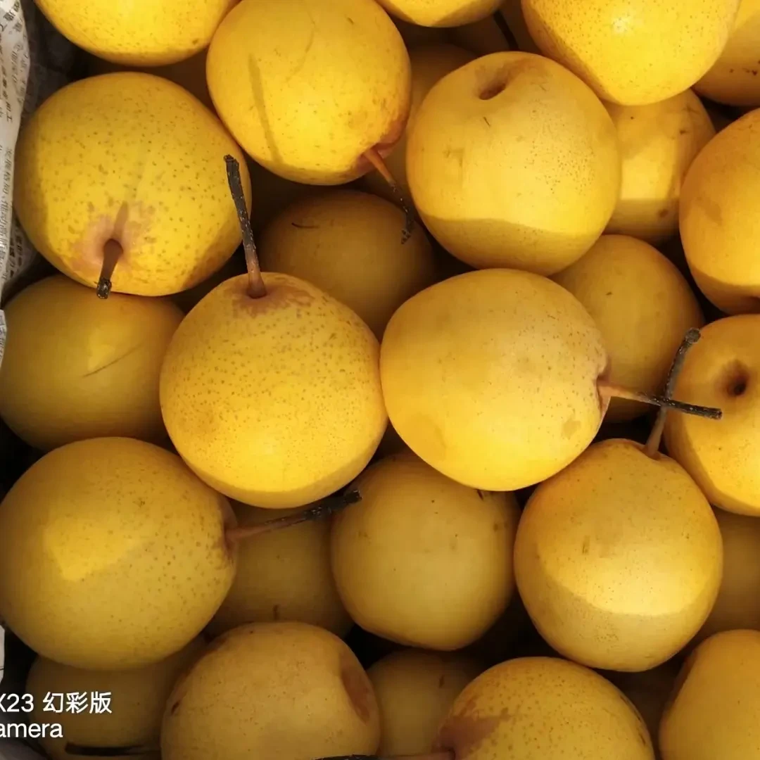 高林村新鲜白梨梨年底冲量